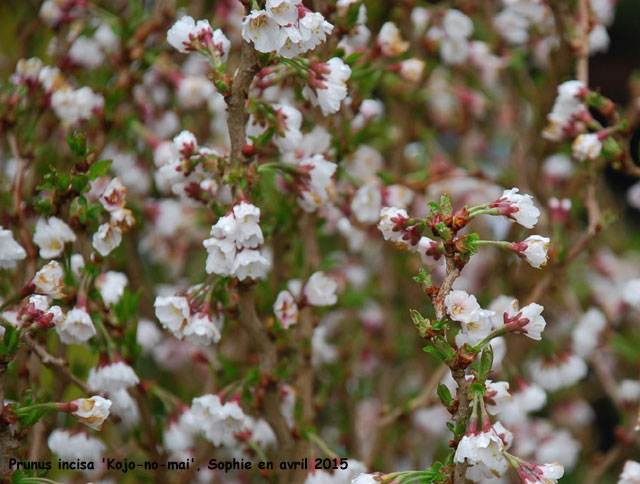 Prunus incisa 'Kojo-no-mai'