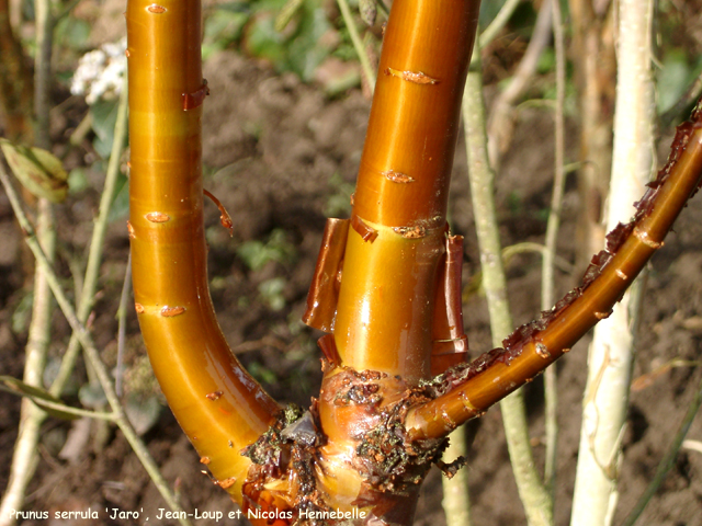 Prunus serrula 'Jaro'