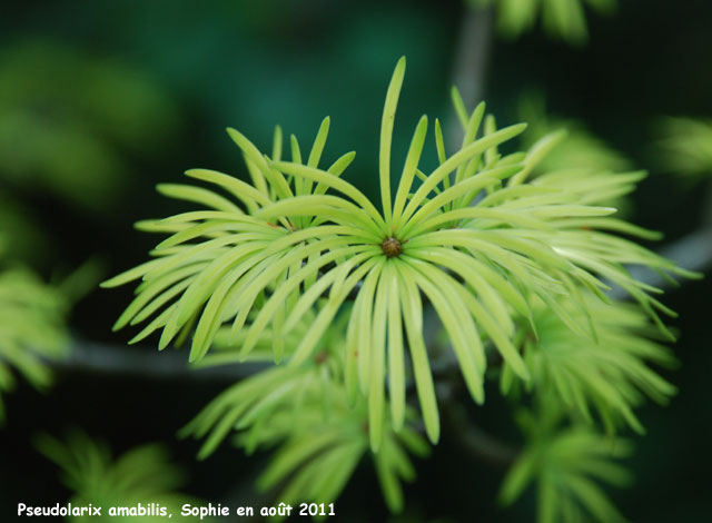 Pseudolarix amabilis