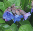 Pulmonaria 'Blue Ensign'