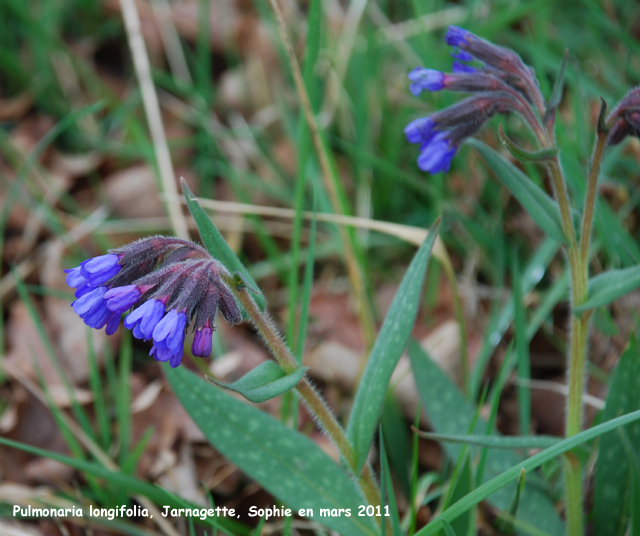 Pulmonaria longifolia