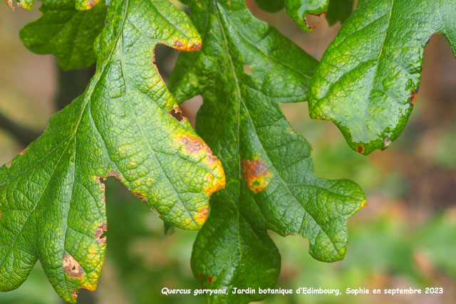 Quercus garryana