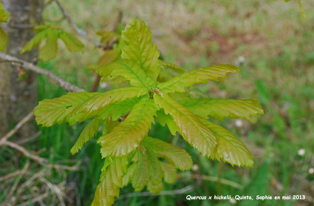 Quercus x hickelii