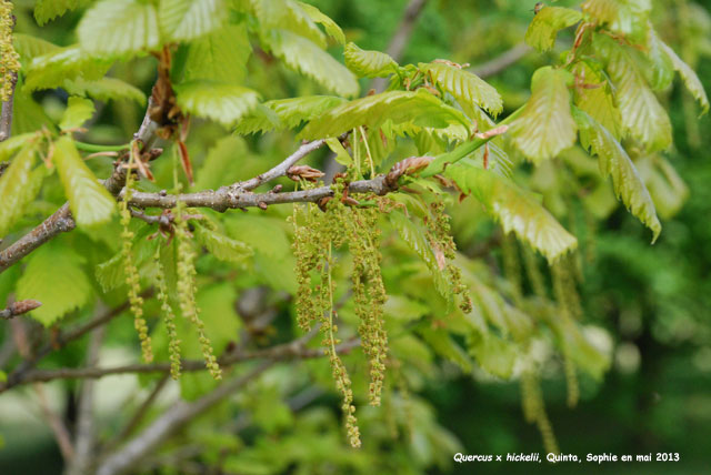 Quercus x hickelii