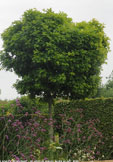 Quercus palustris 'Green Dwarf' 