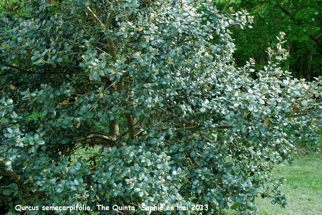 Quercus semecarpifolia