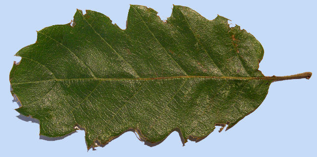 Quercus castaneifolia