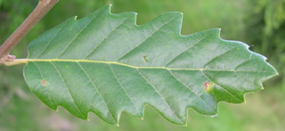 Quercus cerris