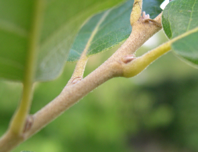 Quercus cerris