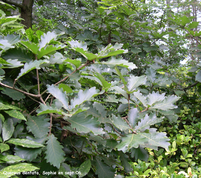 Quercus dentata