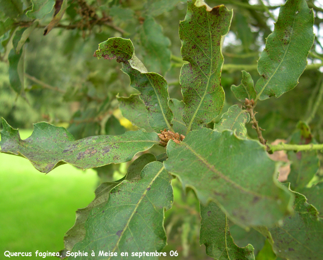 Quercus faginea