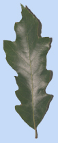 Quercus falcata