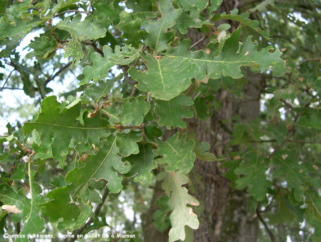 Quercus pubescens