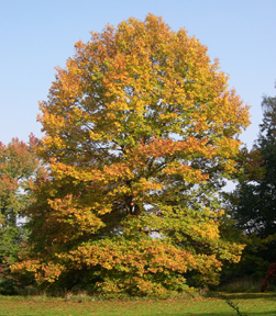 Quercus rubra