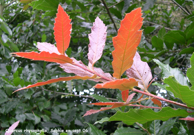 Quercus ryzophylla