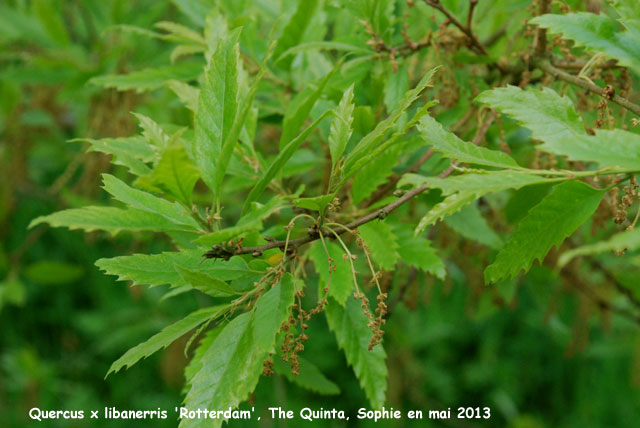 Quercus x libanerris 'Rotterdam'