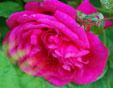 Rosa  'Laguna'