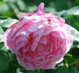 Rosa 'Mary Rose'