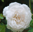 Rosa 'Mme Alfred Carrière'