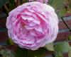 Rosa 'Constance Spry'