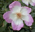 Rosa  pimpinellifolia 'Frühlingsmorgen'