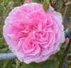 Rosa 'Gertrude Jekyll'