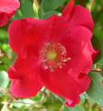 Rosa    'Hillieri'