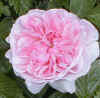 Rosa 'St Swithun'