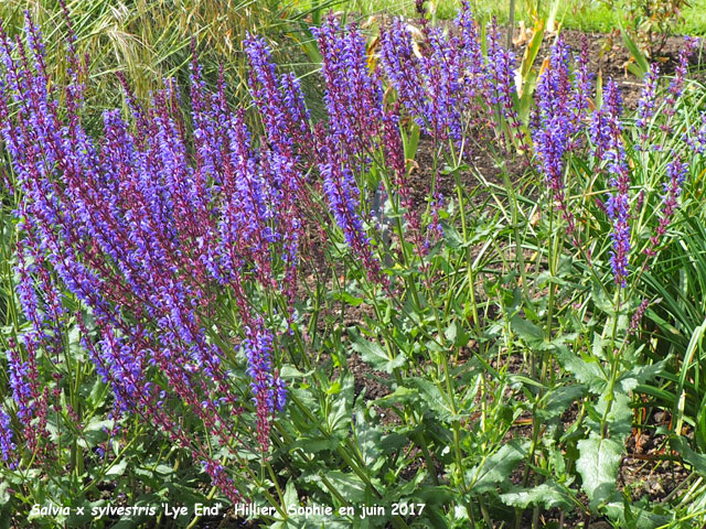 Salvia x sylvestris 'Lye End'