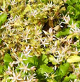 Sedum sstoloniferum