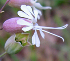 Silene vulgaris