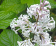 Syringa  villosa 'Aurea'