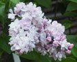 Syringa vulgaris 'Rose Moscou''