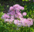 Thalictrum aquilegifolium