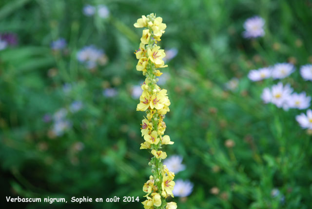 Verbascum nigrum