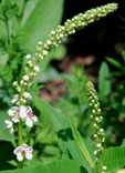 Verbascum nigrum 'Album'