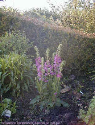 Verbascum phoeniceum