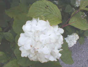 Viburnum plicatum 'Rotundifolium'