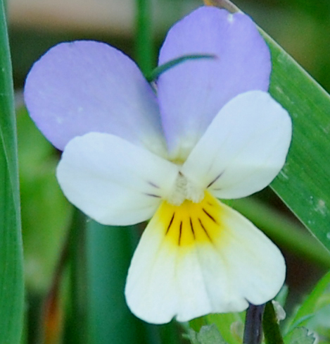 Viola tricolor