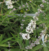 Vitex agnus-castus 'Albus'