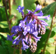 Wulfenia x schwarzii