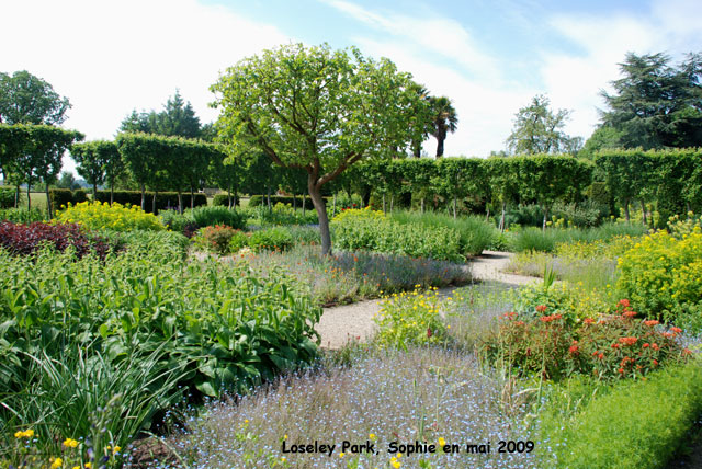 loseley: fleurs