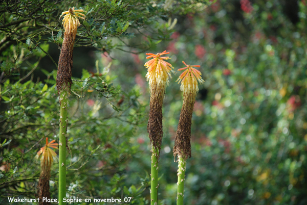 Wakehurst: kniphofia